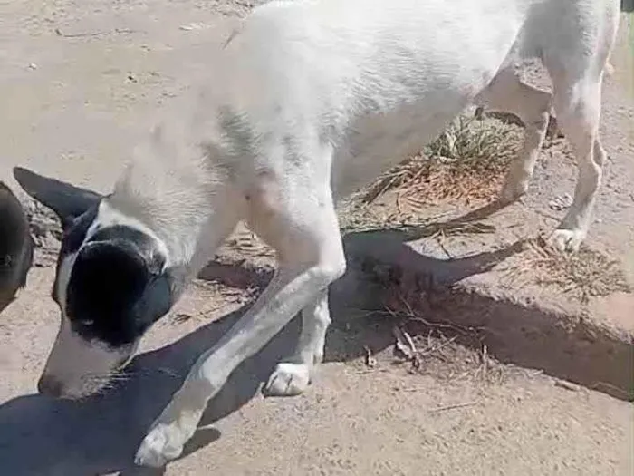 Cachorro ra a SRD-ViraLata idade 3 anos nome Pretinha