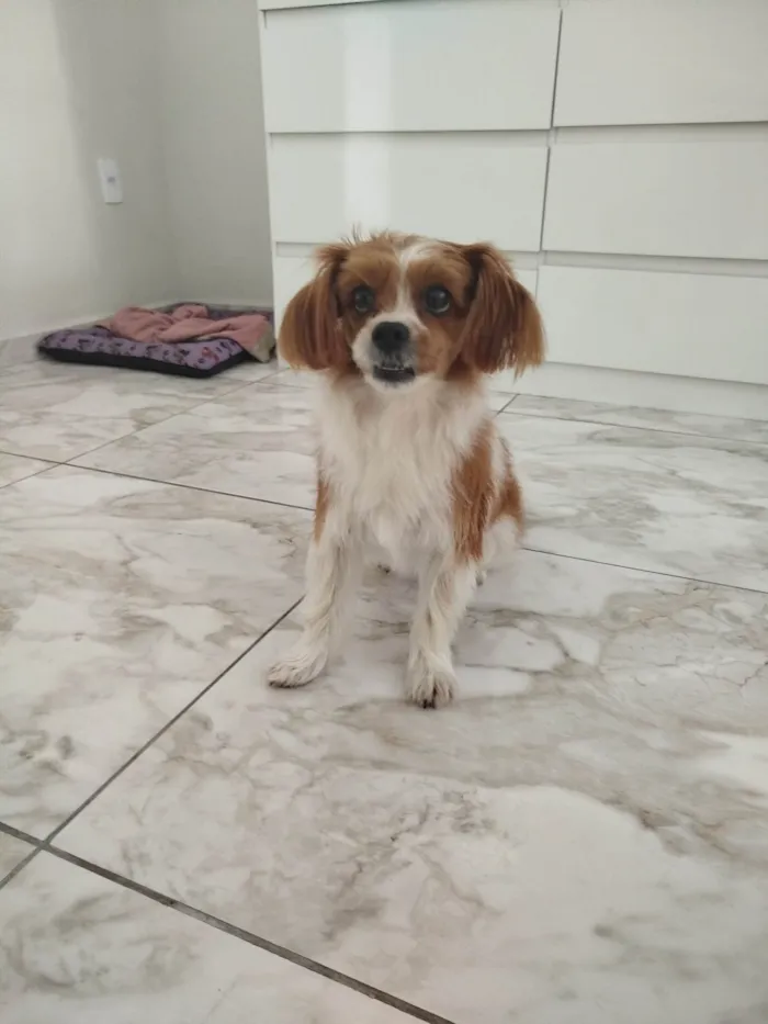 Cachorro ra a Shitzu idade 5 anos nome Bibi