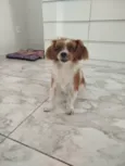 Bibi