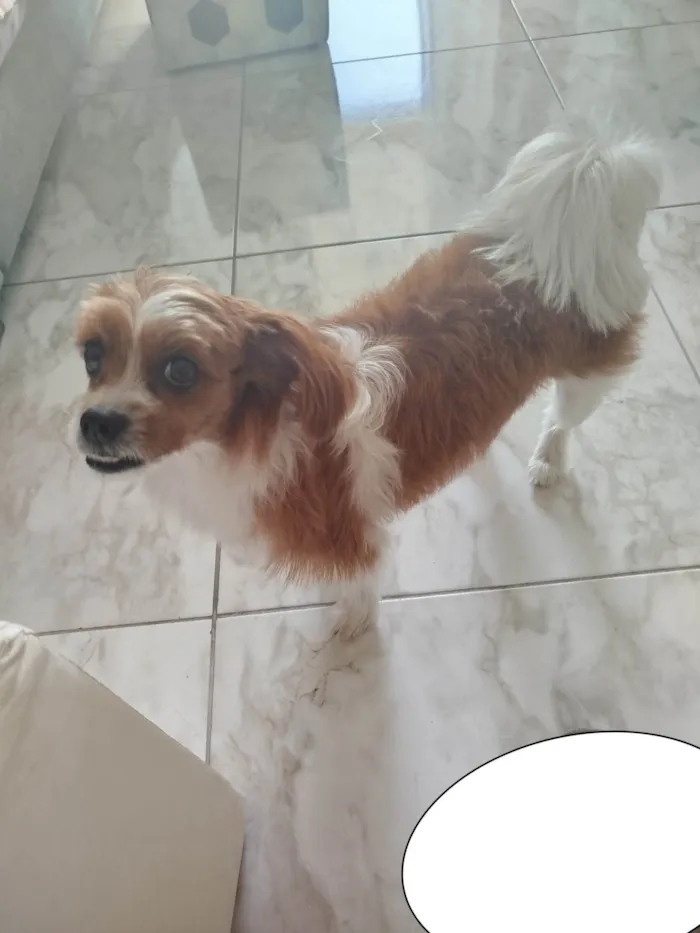 Cachorro ra a Shitzu idade 5 anos nome Bibi