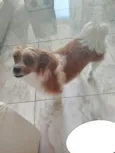 Bibi