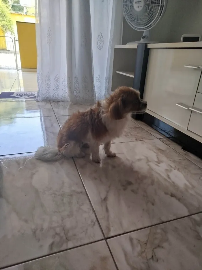 Cachorro ra a Shitzu idade 5 anos nome Bibi