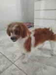 Bibi