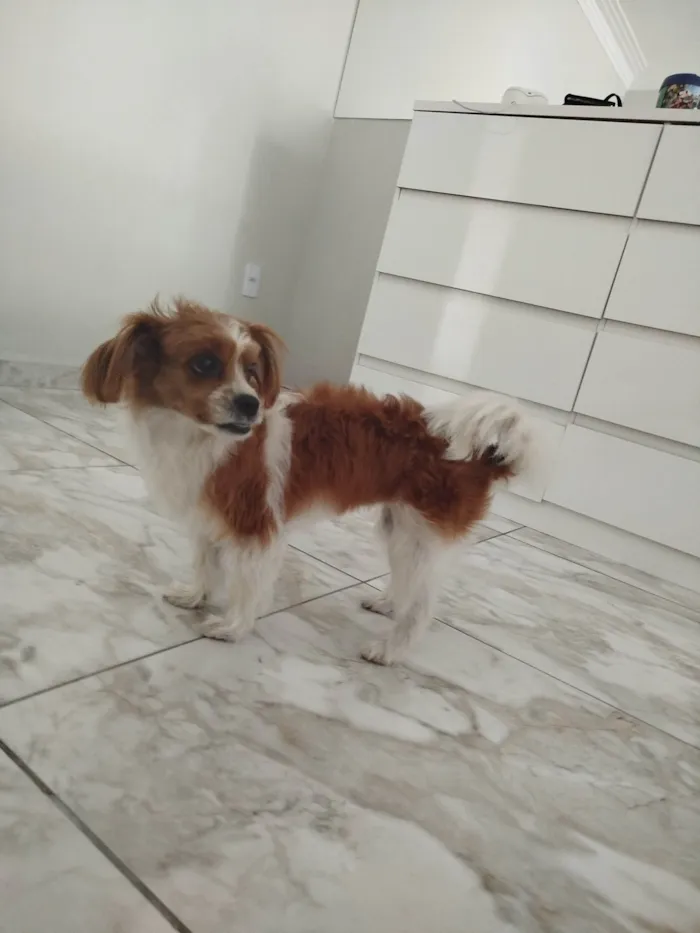Cachorro ra a Shitzu idade 5 anos nome Bibi