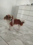 Bibi