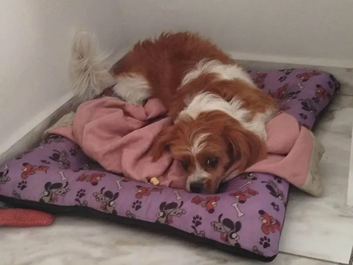 Cachorro ra a Shitzu idade 5 anos nome Bibi