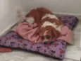 Bibi