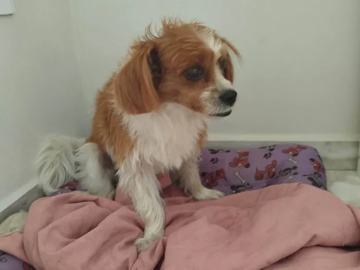 Cachorro ra a Shitzu idade 5 anos nome Bibi