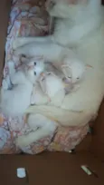 Gatinhos brancos