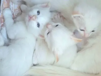Gato raça SRD-ViraLata idade Abaixo de 2 meses nome Gatinhos brancos