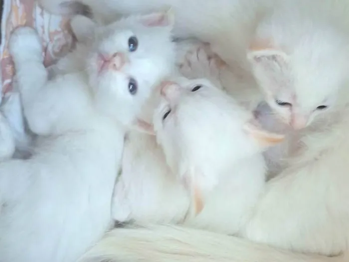 Gato ra a SRD-ViraLata idade Abaixo de 2 meses nome Gatinhos brancos
