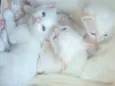 Gatinhos brancos