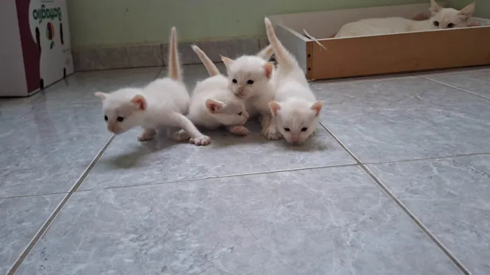 Gato ra a SRD-ViraLata idade Abaixo de 2 meses nome Gatinhos brancos