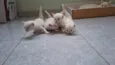 Gatinhos brancos