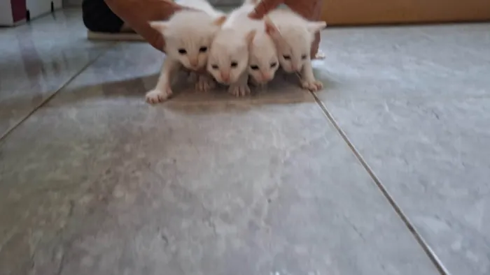 Gato ra a SRD-ViraLata idade Abaixo de 2 meses nome Gatinhos brancos