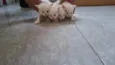 Gatinhos brancos