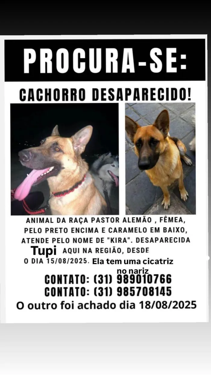 Cachorro ra a Pastor Alemão idade 2 anos nome Kira