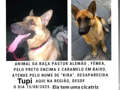 Cachorro raça Pastor Alemão idade 2 anos nome Kira