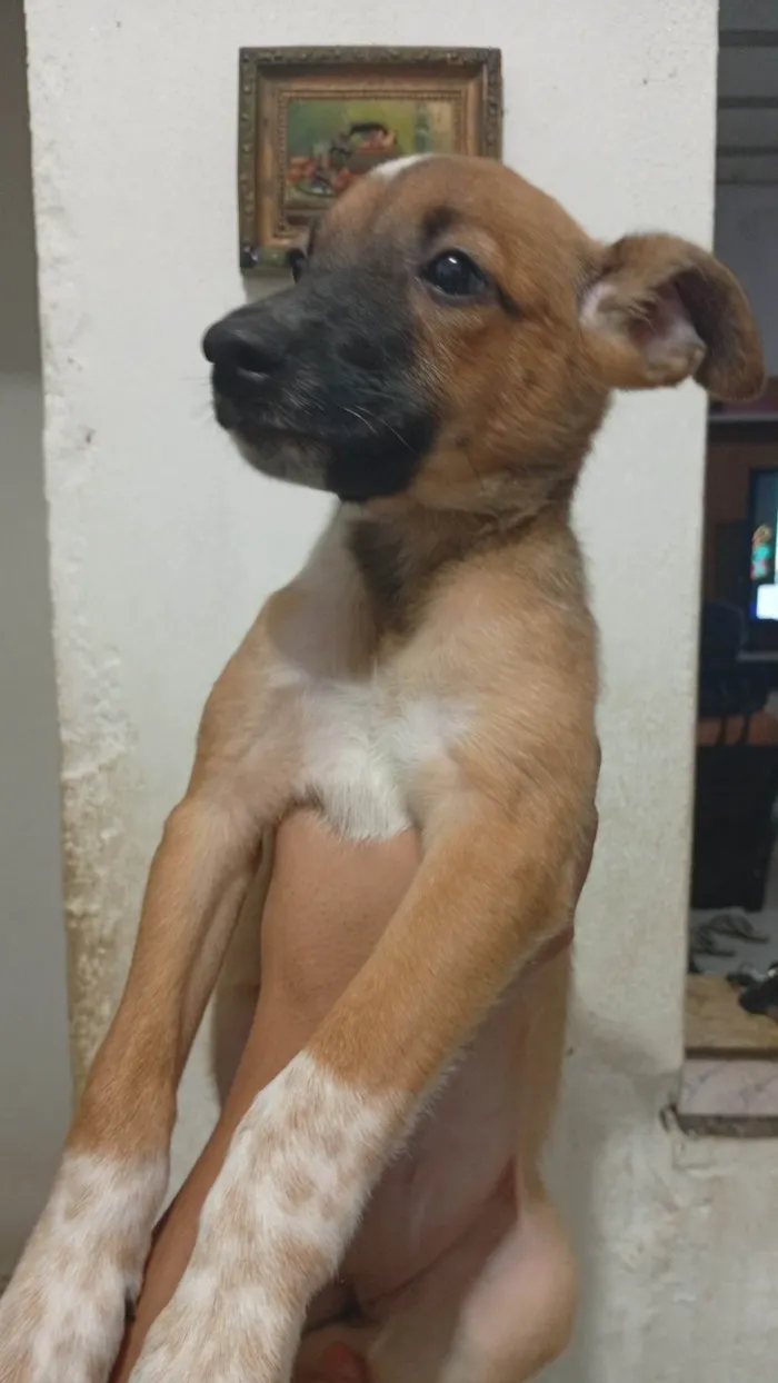 Cachorro ra a SRD-ViraLata idade 2 a 6 meses nome Lua