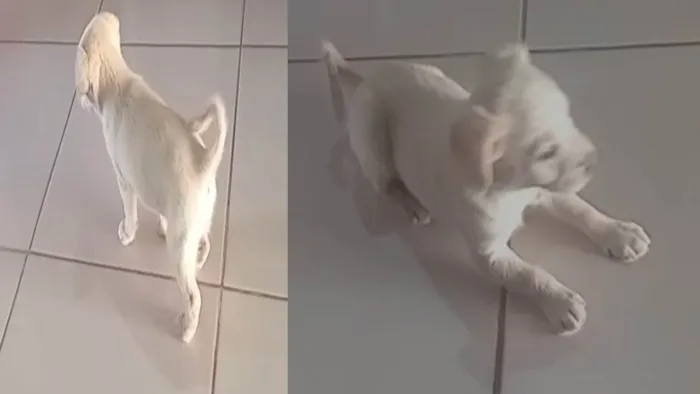 Cachorro ra a SRD-ViraLata idade 2 a 6 meses nome FILHOTE