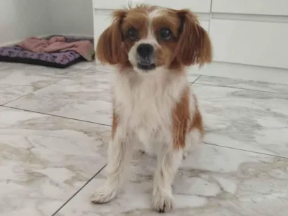 Cachorro raça Shitzu idade 5 anos nome Bibi
