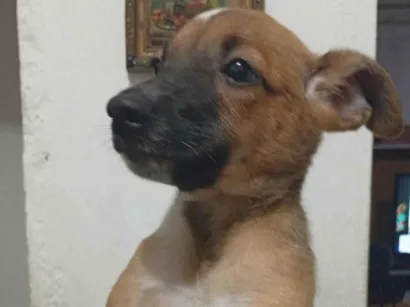 Cachorro raça SRD-ViraLata idade 2 a 6 meses nome Lua
