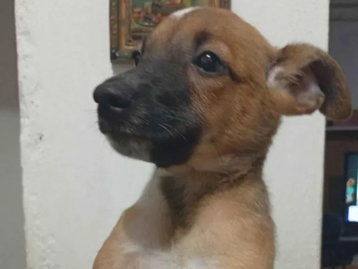 Cachorro ra a SRD-ViraLata idade 2 a 6 meses nome Lua