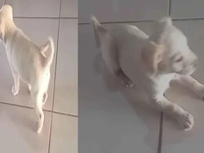 Cachorro raça SRD-ViraLata idade 2 a 6 meses nome FILHOTE
