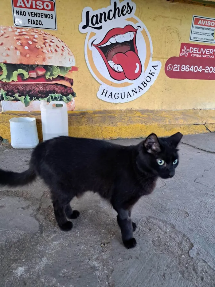 Gato ra a SRD-ViraLata idade 1 ano nome PETRA