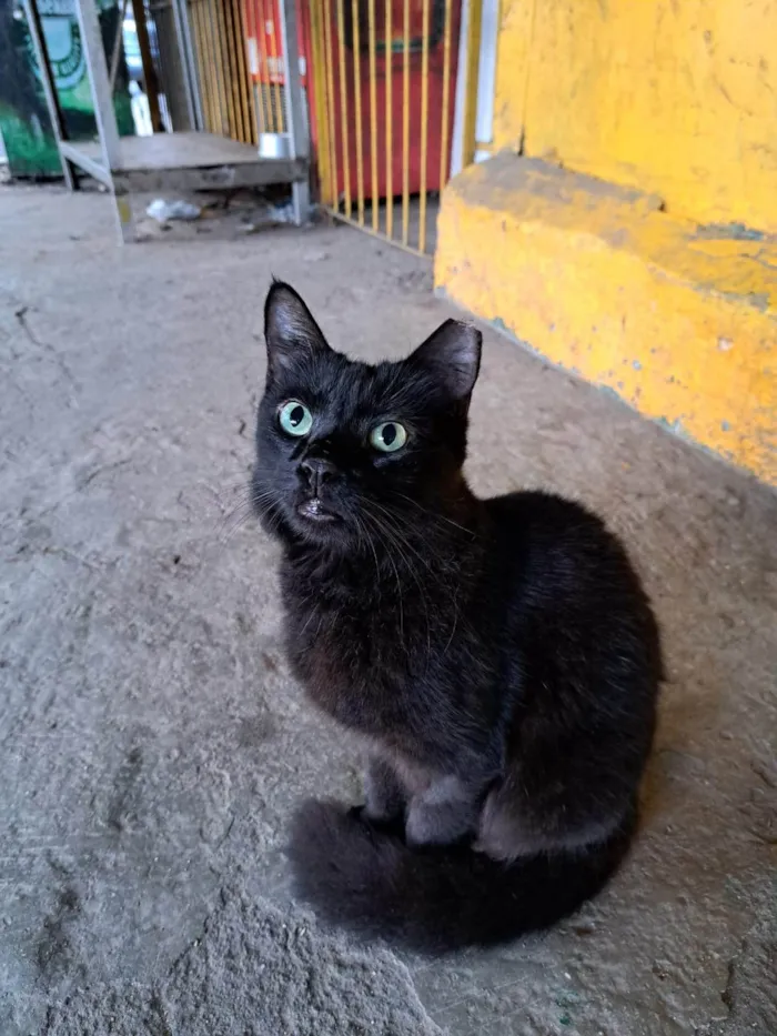 Gato ra a SRD-ViraLata idade 1 ano nome PETRA