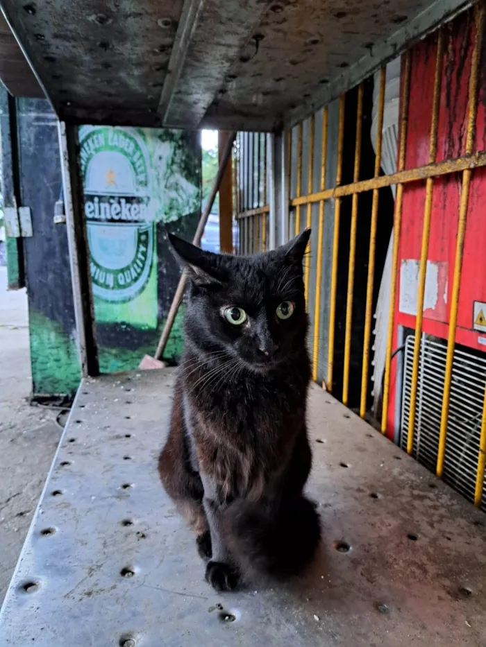 Gato ra a SRD-ViraLata idade 1 ano nome PETRA
