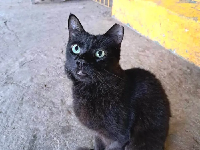 Gato ra a SRD-ViraLata idade 1 ano nome PETRA