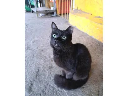 Gato raça SRD-ViraLata idade 1 ano nome PETRA