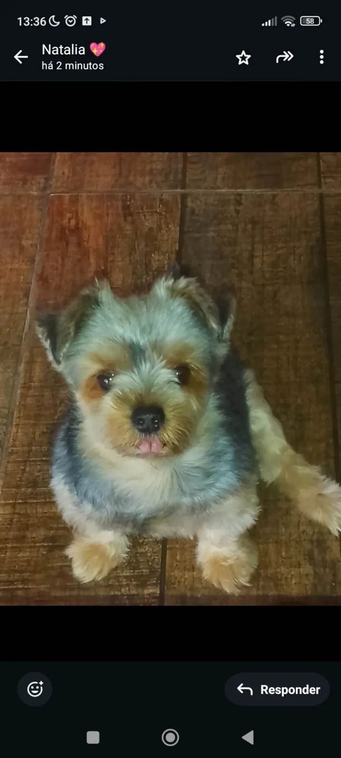 Cachorro ra a Yorkshire idade 4 anos nome ELANE COSTA RODRIGUES