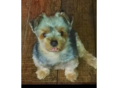 Cachorro raça Yorkshire idade 4 anos nome ELANE COSTA RODRIGUES