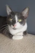 SOPHIE