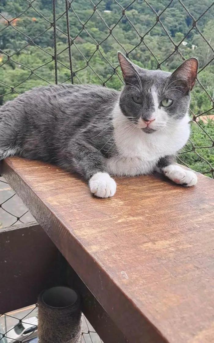 Gato ra a SRD-ViraLata idade 2 anos nome SOPHIE