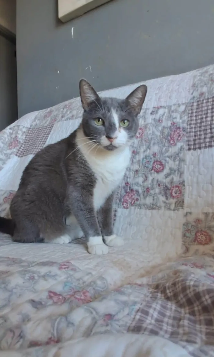 Gato ra a SRD-ViraLata idade 2 anos nome SOPHIE