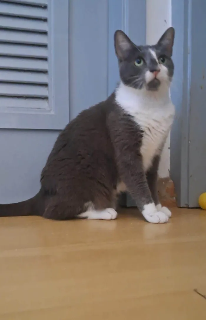 Gato ra a SRD-ViraLata idade 2 anos nome SOPHIE