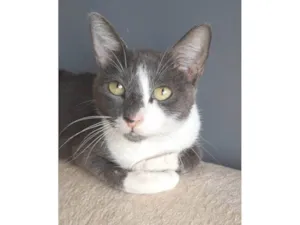 Gato raça SRD-ViraLata idade 2 anos nome SOPHIE