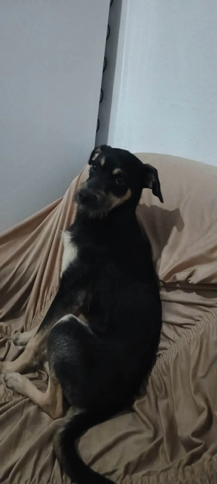 Cachorro ra a Pinscher idade 2 a 6 meses nome Lucky 