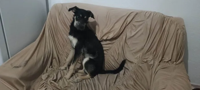 Cachorro ra a Pinscher idade 2 a 6 meses nome Lucky 