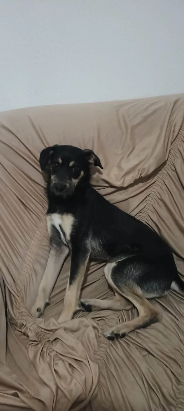 Cachorro ra a Pinscher idade 2 a 6 meses nome Lucky 