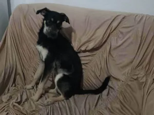 Cachorro raça Pinscher idade 2 a 6 meses nome Lucky 