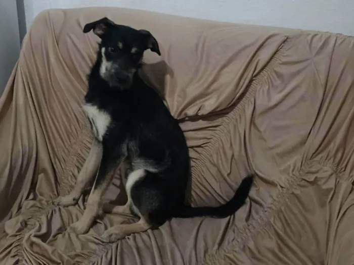 Cachorro ra a Pinscher idade 2 a 6 meses nome Lucky 