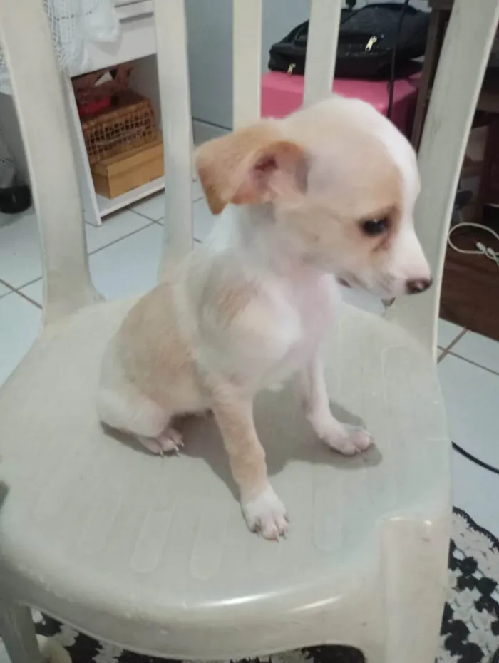 Cachorro ra a SRD-ViraLata idade 2 a 6 meses nome Ainda sem nome