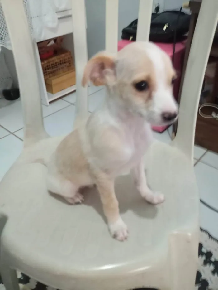 Cachorro ra a SRD-ViraLata idade 2 a 6 meses nome Ainda sem nome