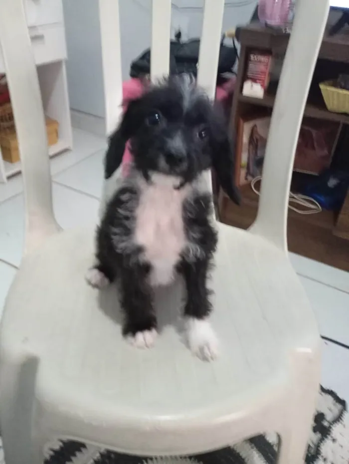 Cachorro ra a SRD-ViraLata idade 2 a 6 meses nome Fofa