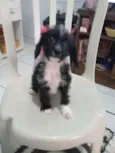 Fofa