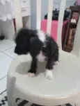 Fofa